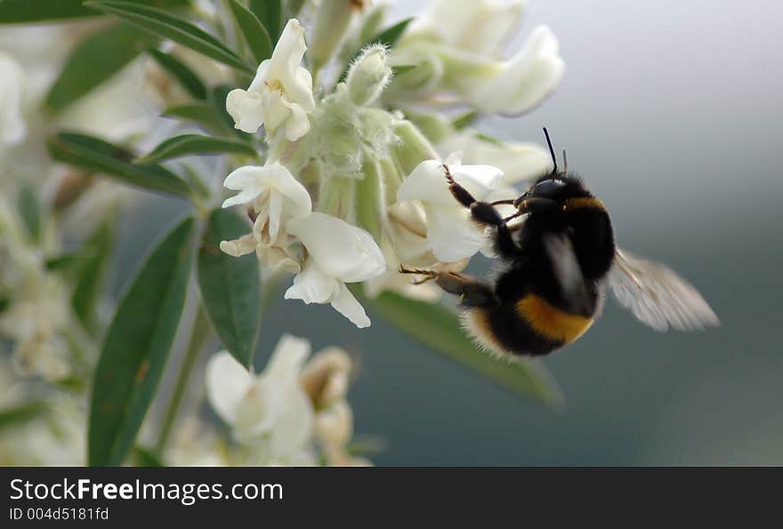 Done flying around a flower looking for food. Done flying around a flower looking for food.