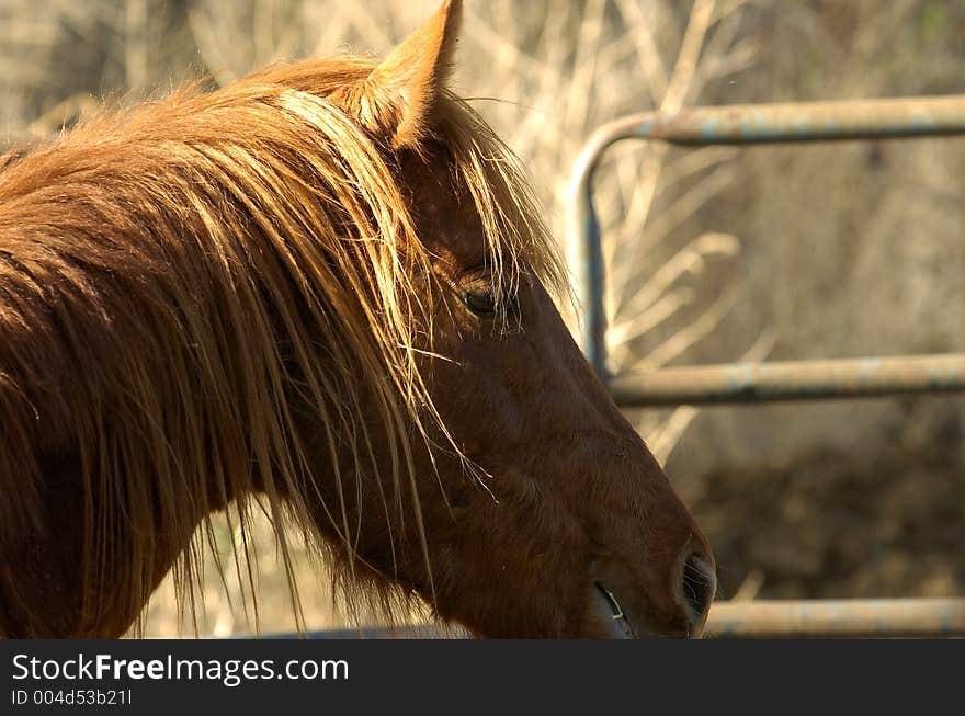 Horse Stalion In Spring