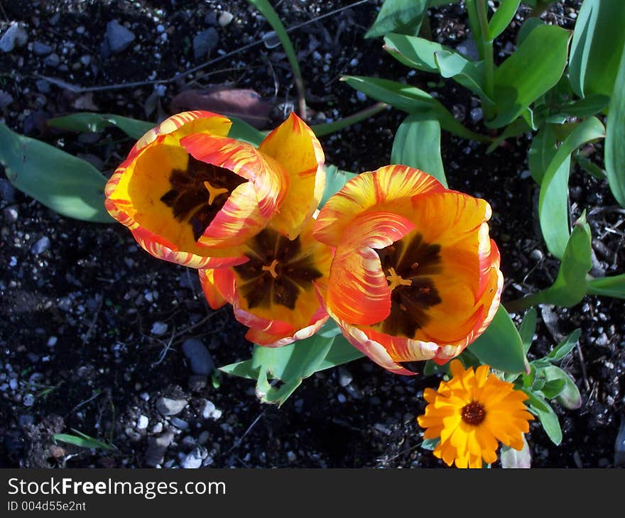 Looking into the tulips. Looking into the tulips