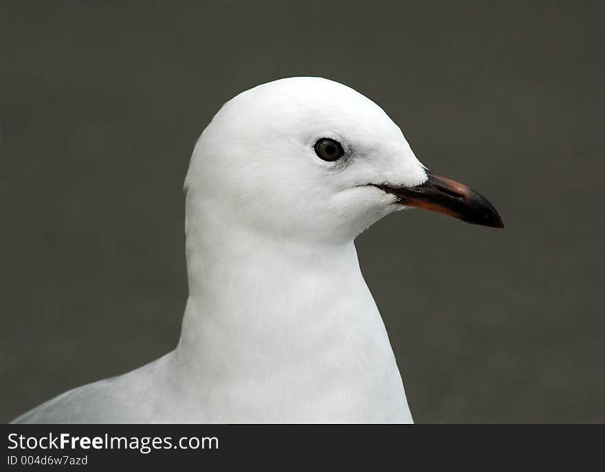 Close-up of a peaceful seagull