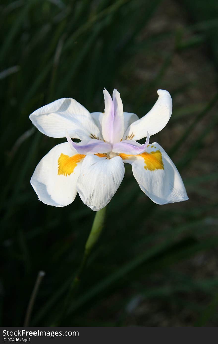 This is a flower I found during a walk through the oldest city in America, St. Augustine, Florida. This is a flower I found during a walk through the oldest city in America, St. Augustine, Florida.