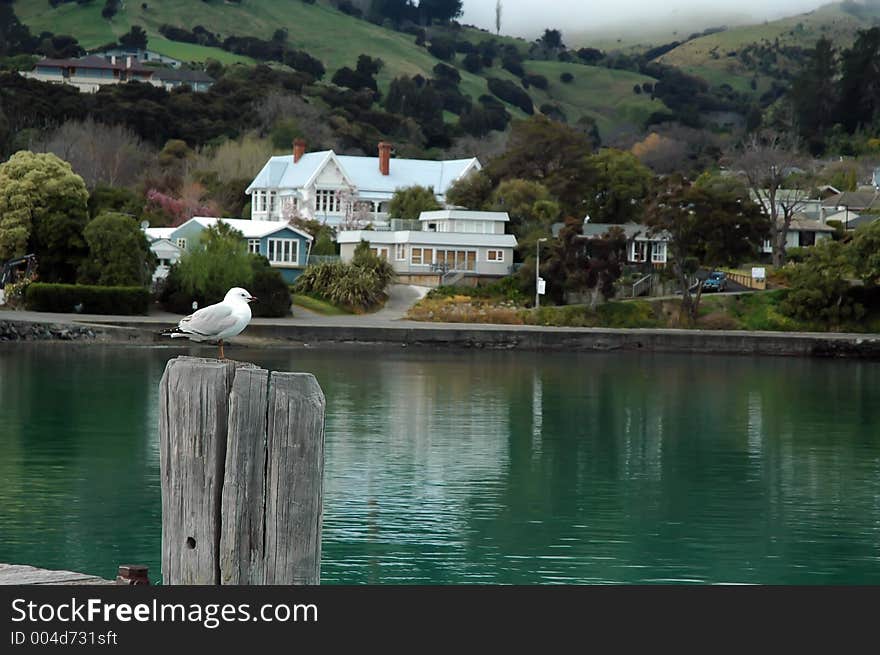 Peaceful seagull.