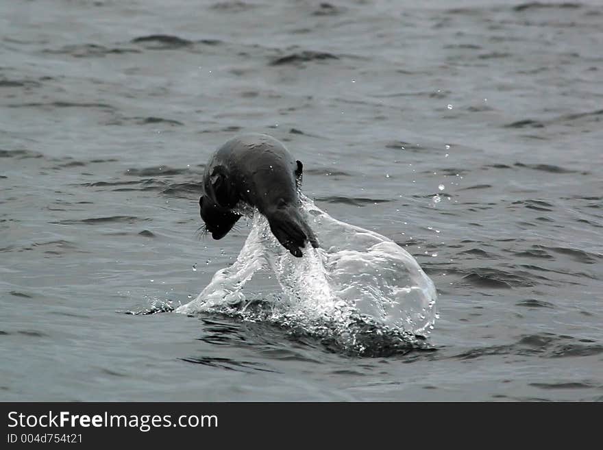 Seal jumping over the water. Lonely seal playing.