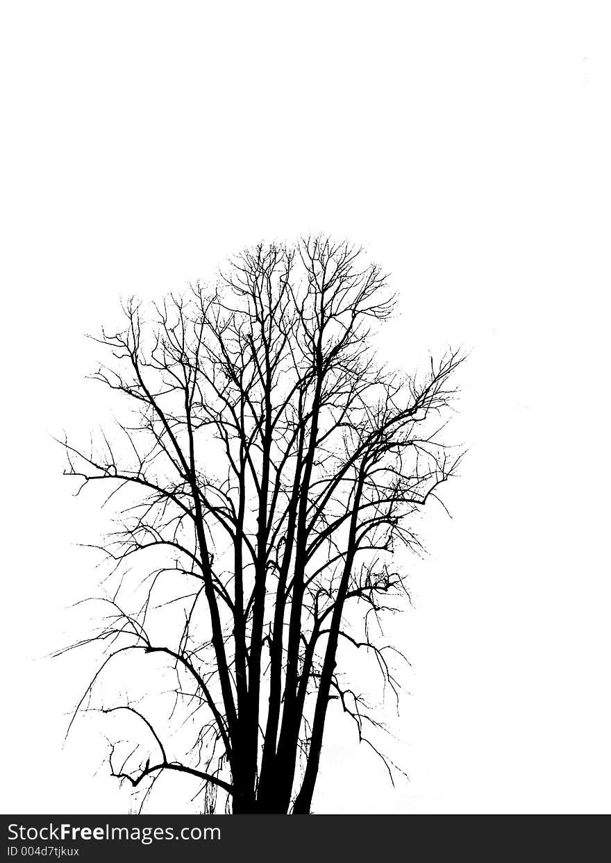 Black tree on the white background