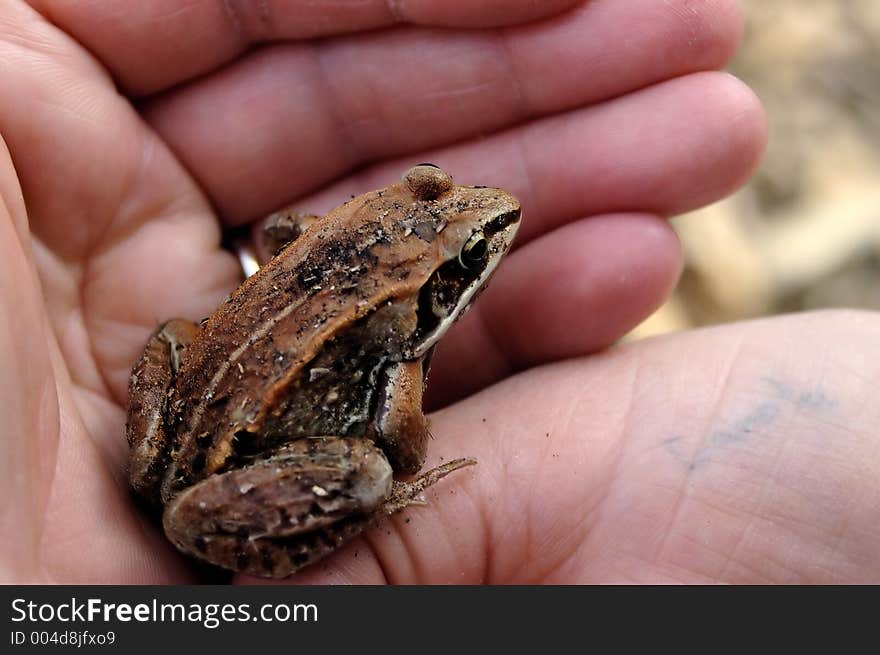 A red frog or toad held in someone's hands. A red frog or toad held in someone's hands