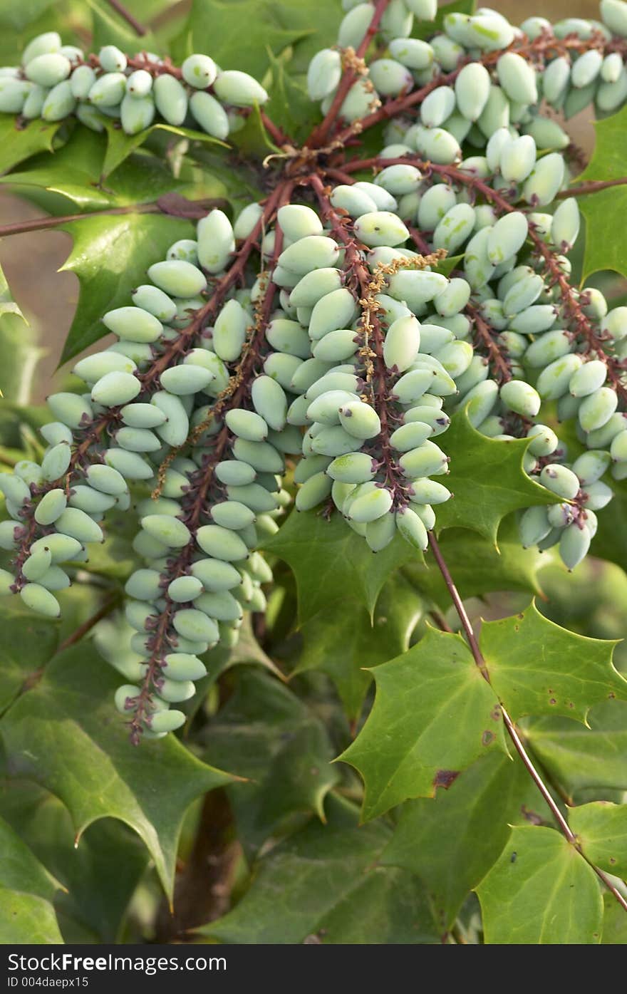 Green plant with green seeds