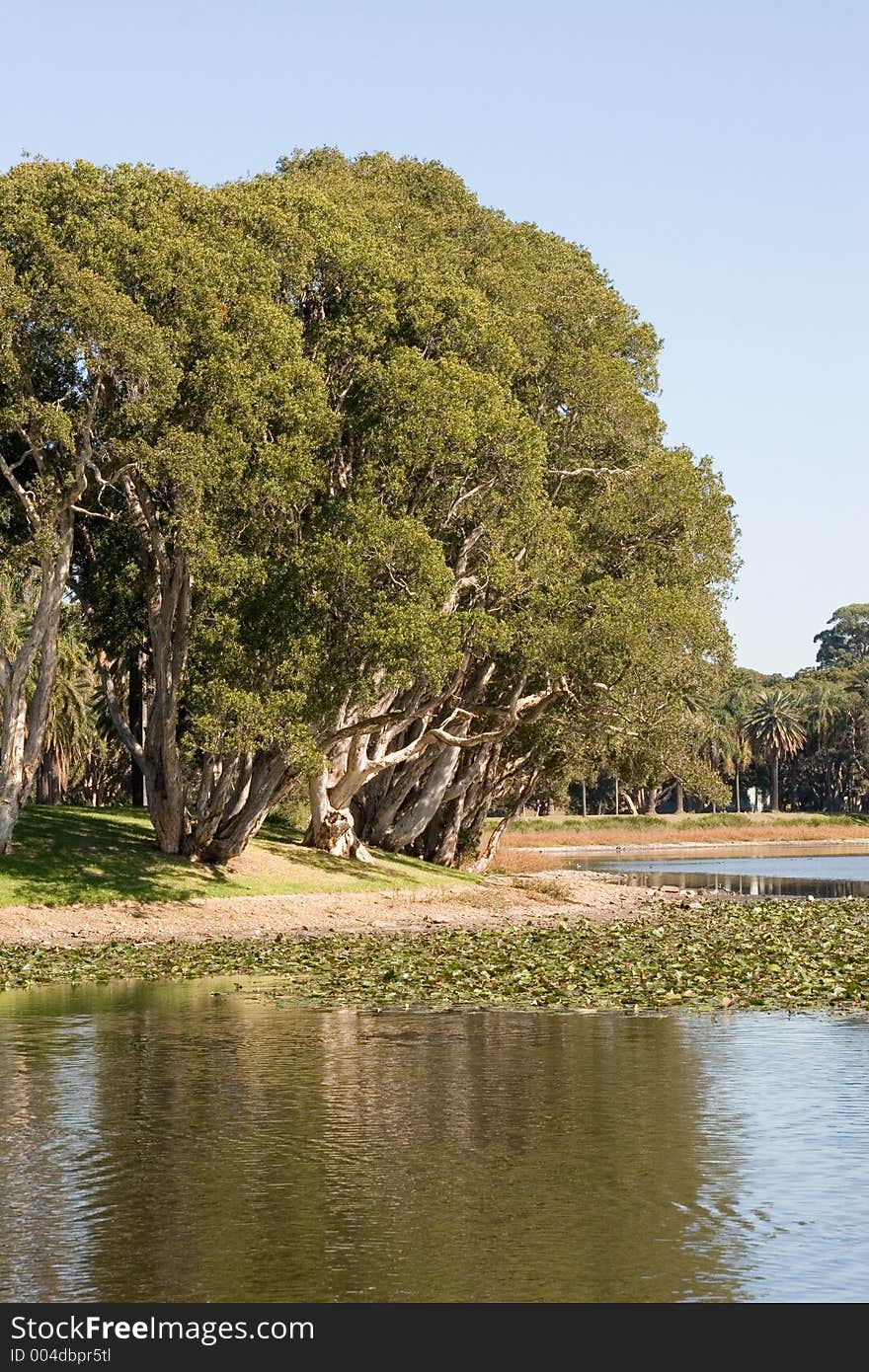 Sydney park - late morning. Sydney park - late morning.