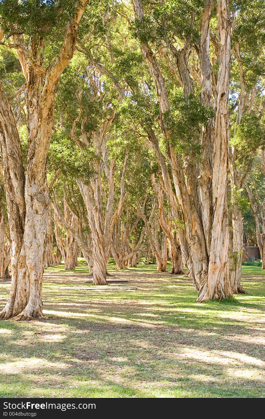 Sydney park - late morning. Sydney park - late morning.