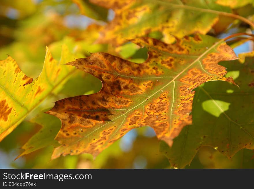 Autumn Leaves