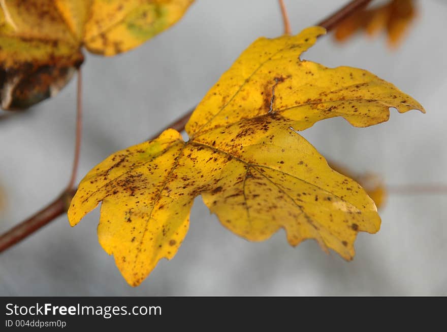 Autumn branch