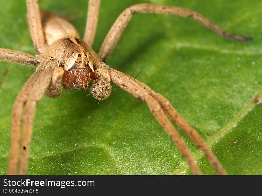 Spider on leaf