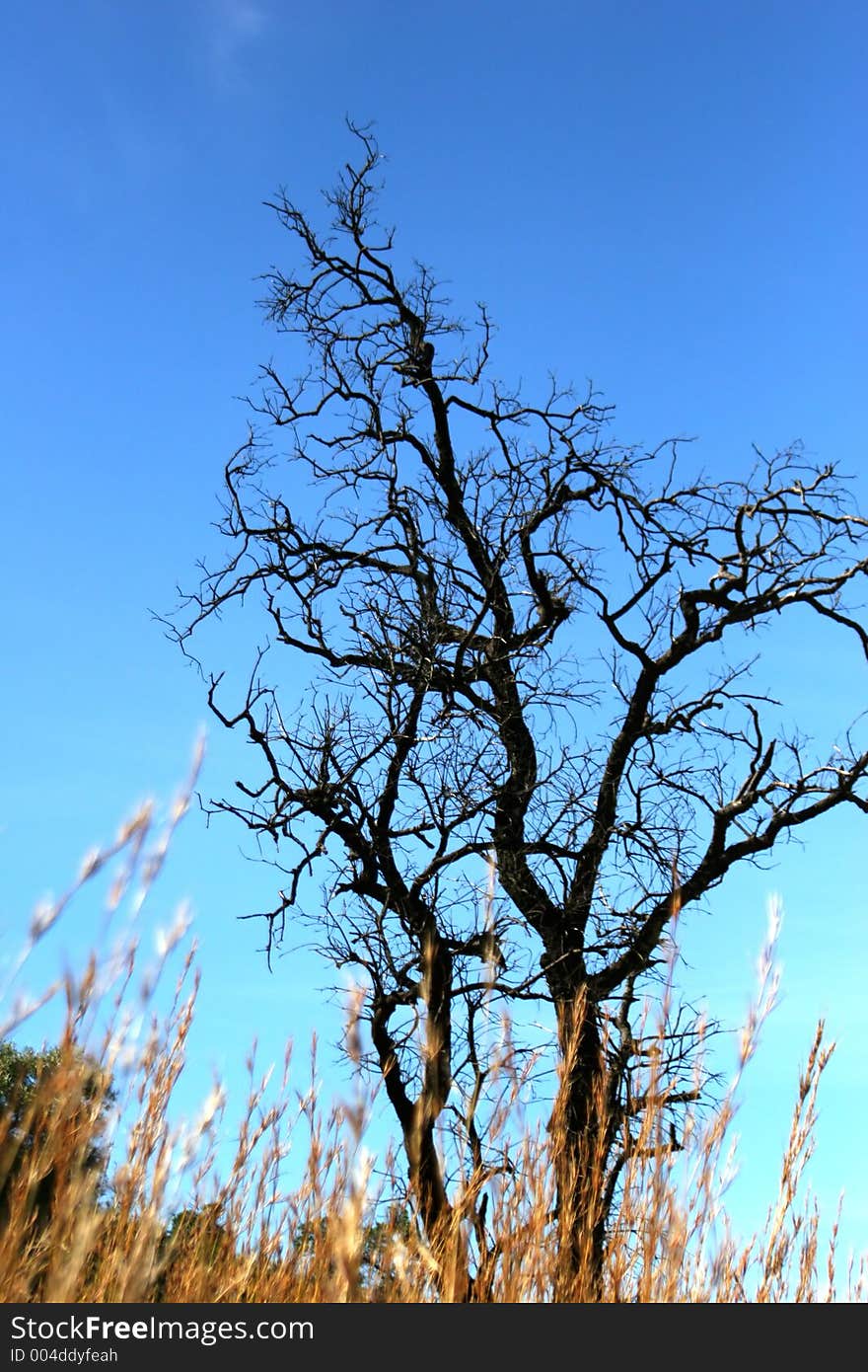 Tree And Grass