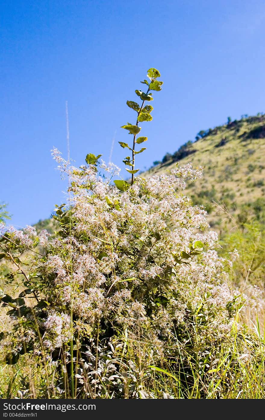 Flowers on a bush in a valey. Flowers on a bush in a valey