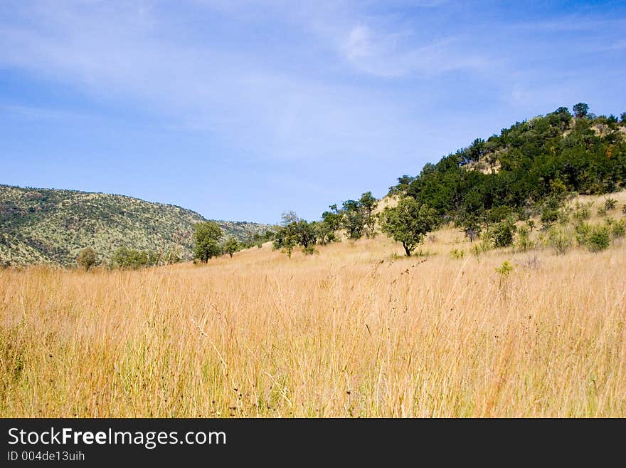 Grassy landscape