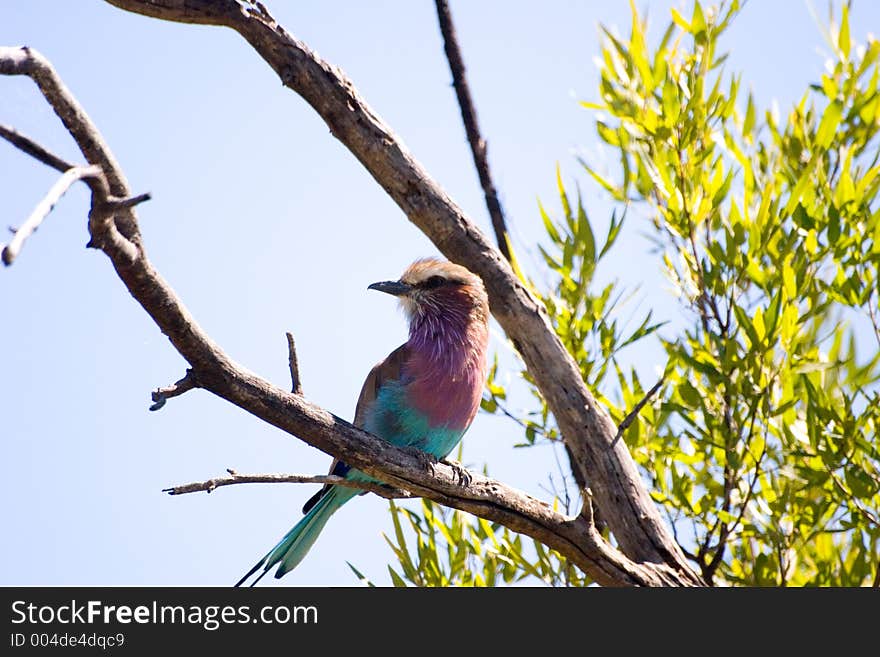 Colorfull bird. Colorfull bird