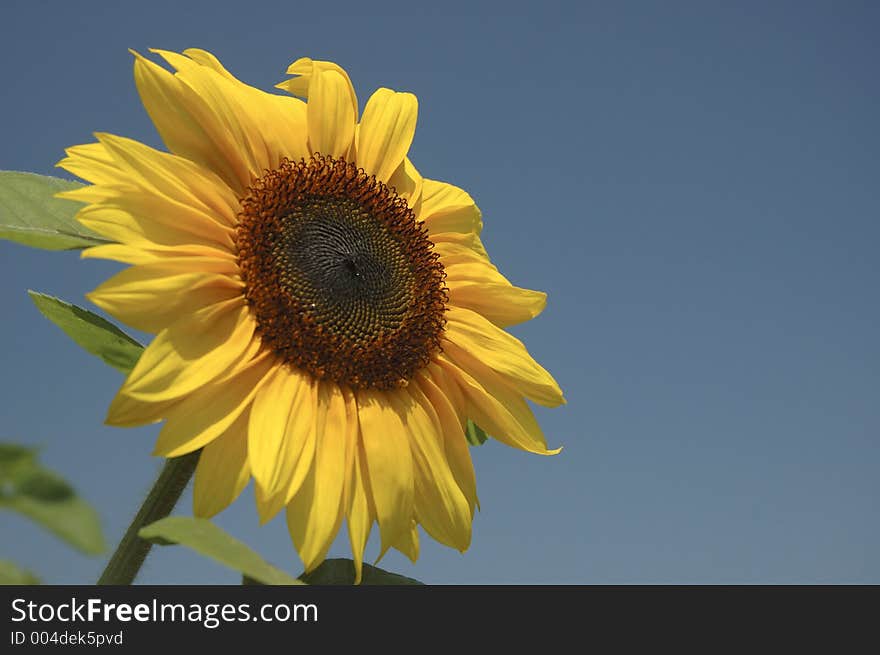 Happy sunflower