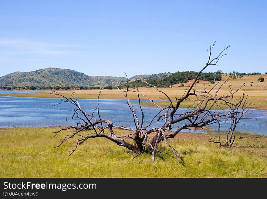 Big lake with dead tree in fornt. Big lake with dead tree in fornt