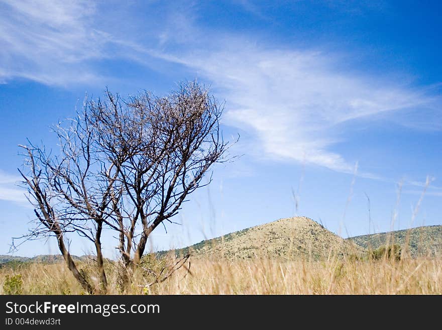 Landscape with dry grass and dead tree. Landscape with dry grass and dead tree