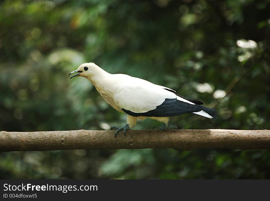 Merbok in KL Bird Park