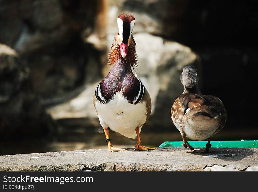 Ducks in KL Bird Park , Malaysia