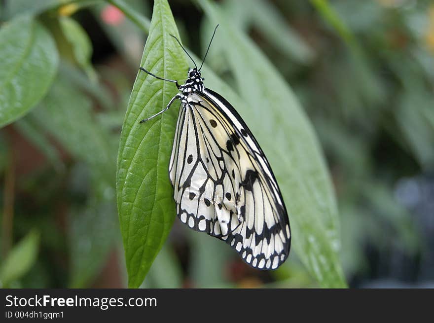 Butterfly Close Up