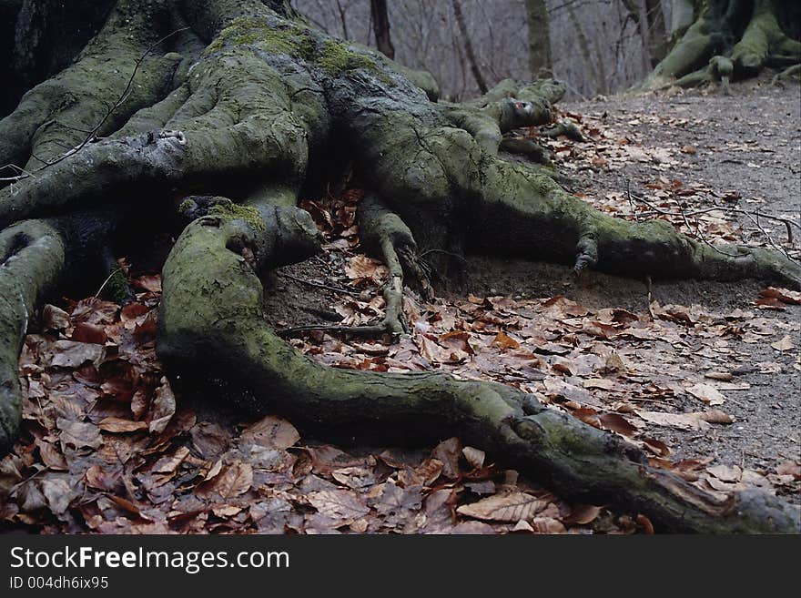 Old tree's (beech) roots. scan of Kodak Gold ISO200 using d-lab2/3 AgfaPhoto GmbH