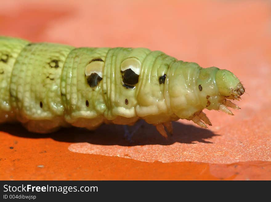 Green Worm face