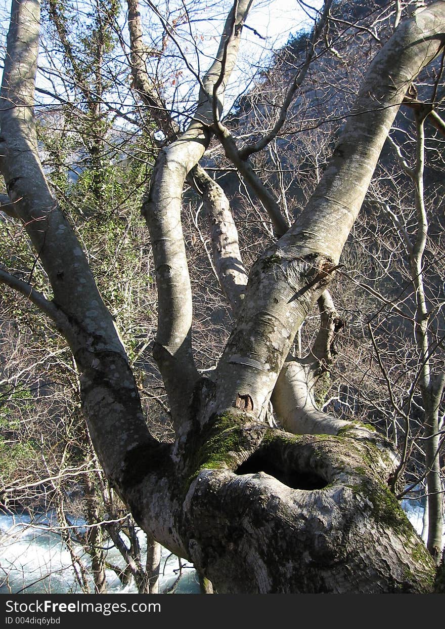 Beech In Crimea