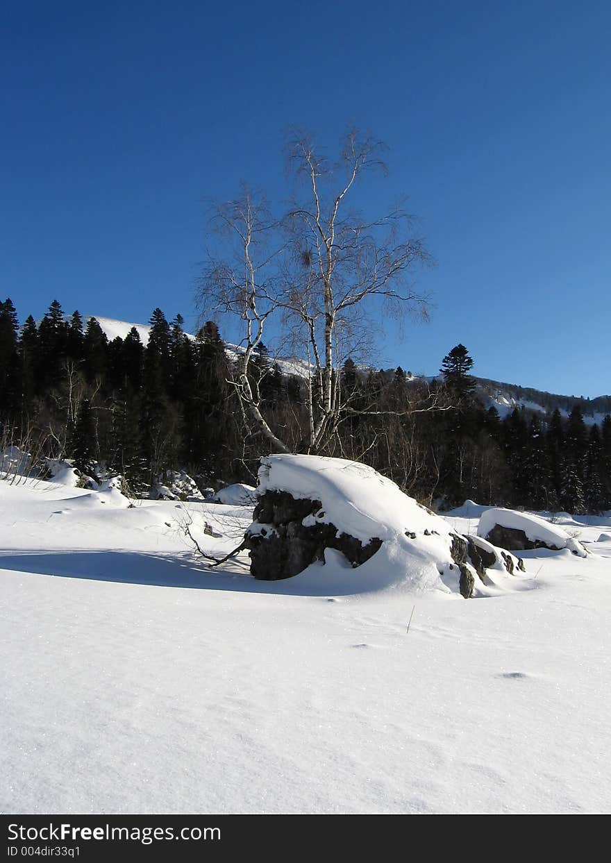 Birch In Stone