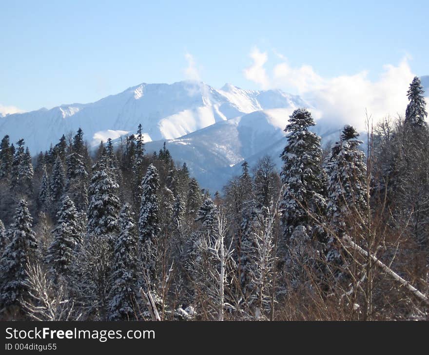 Pine forest and snow mountains hail. Pine forest and snow mountains hail