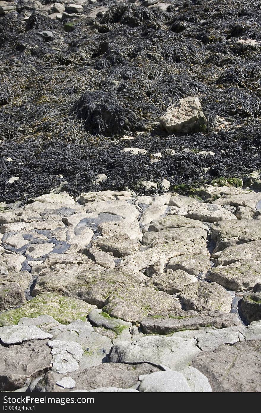 Black seaweed next to a wall of mixed rock and concrete. Black seaweed next to a wall of mixed rock and concrete.