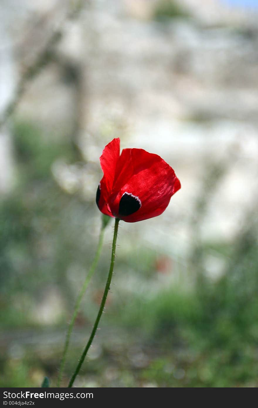 Lone poppy.. Background out of focus. Lone poppy.. Background out of focus.