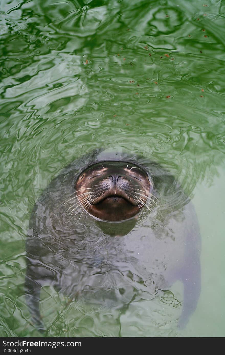 Seal in water