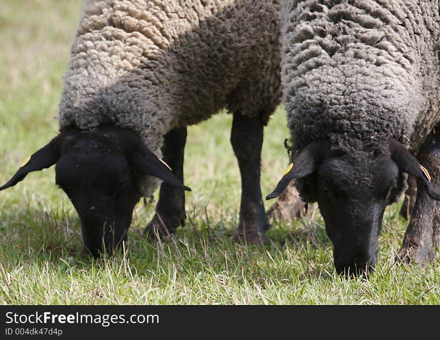 Two Sheep or Lamb Grazing in a Field