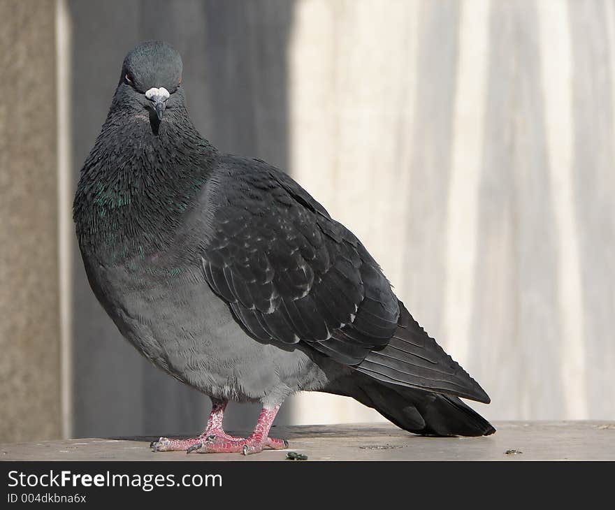 Pigeon in Venice