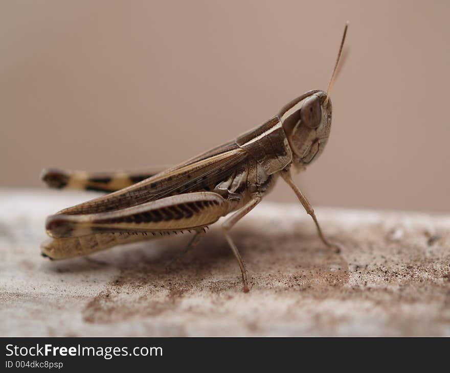 Grasshopper (Australian) sitting on a window ledge. Macro/Close up shot.