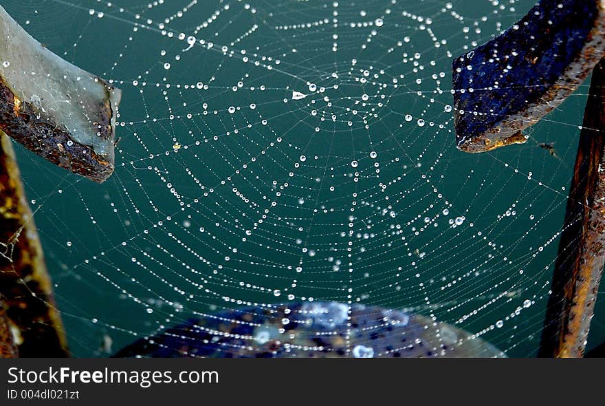 Dewy Web Trap