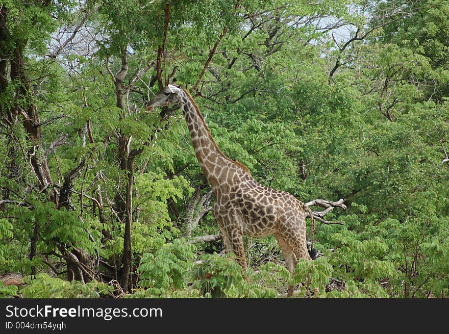 Giraffe in the trees