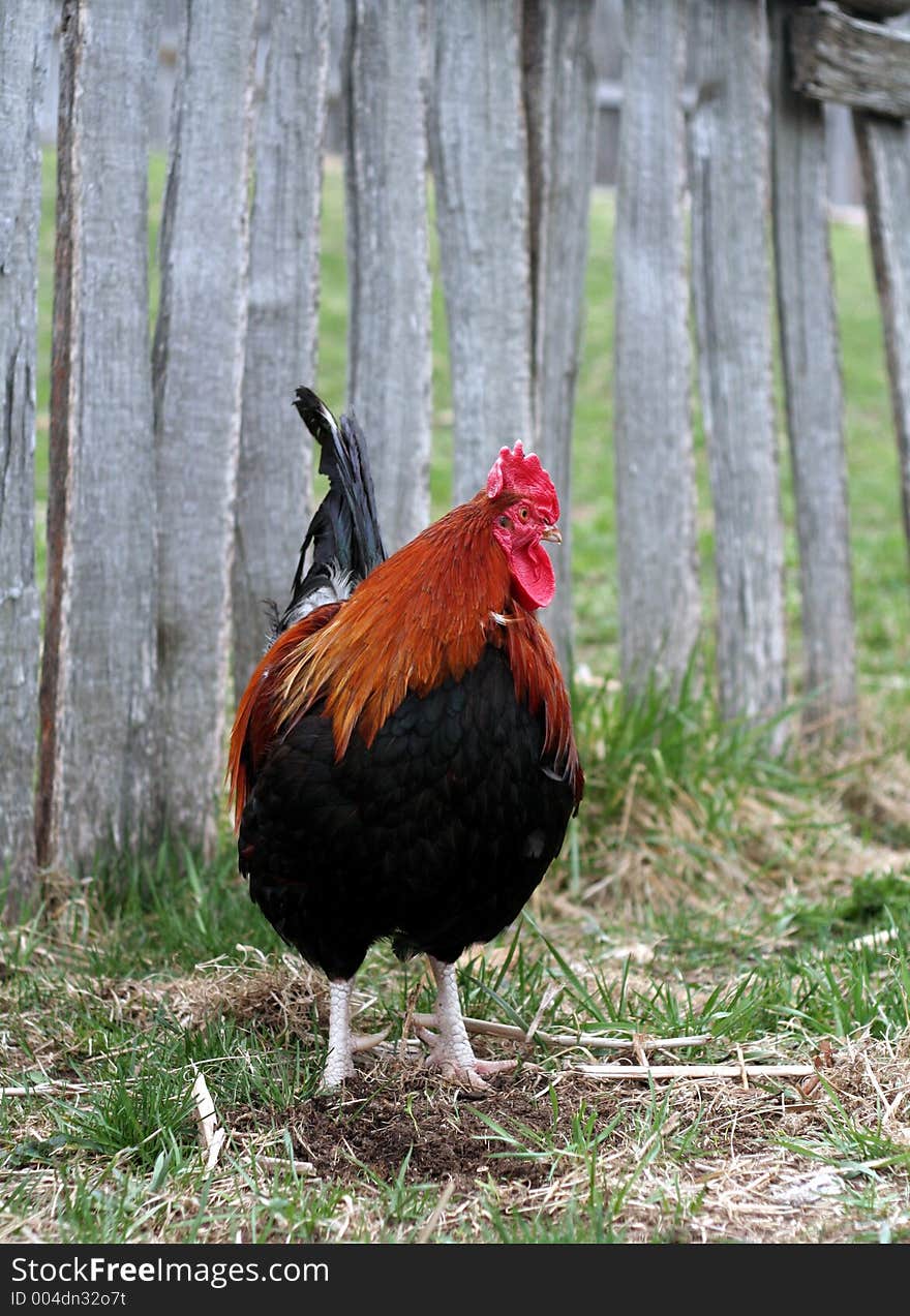 Rooster behind a wooden fence