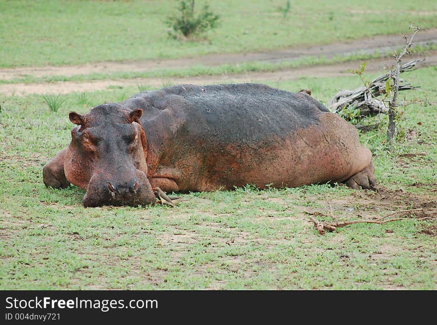 Hippo out of water