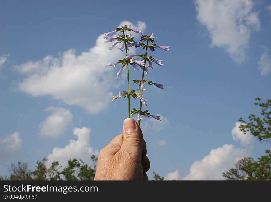 Hand Holding Wild Flowers Against Sky.