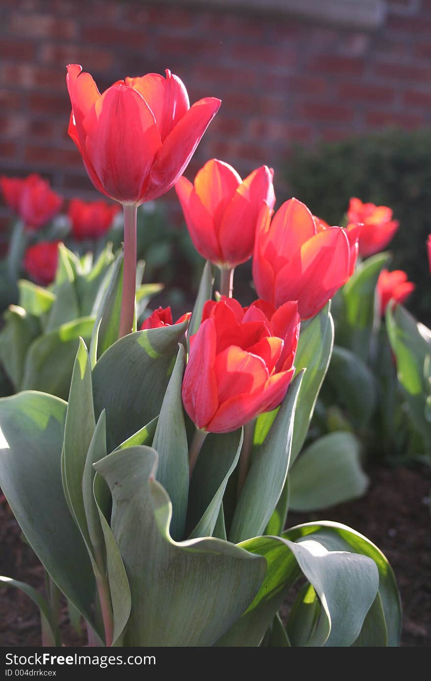 Red Tulips