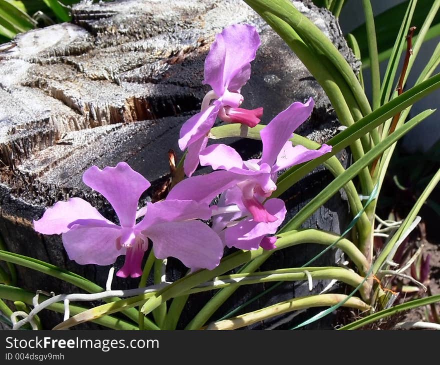 Purple orchid