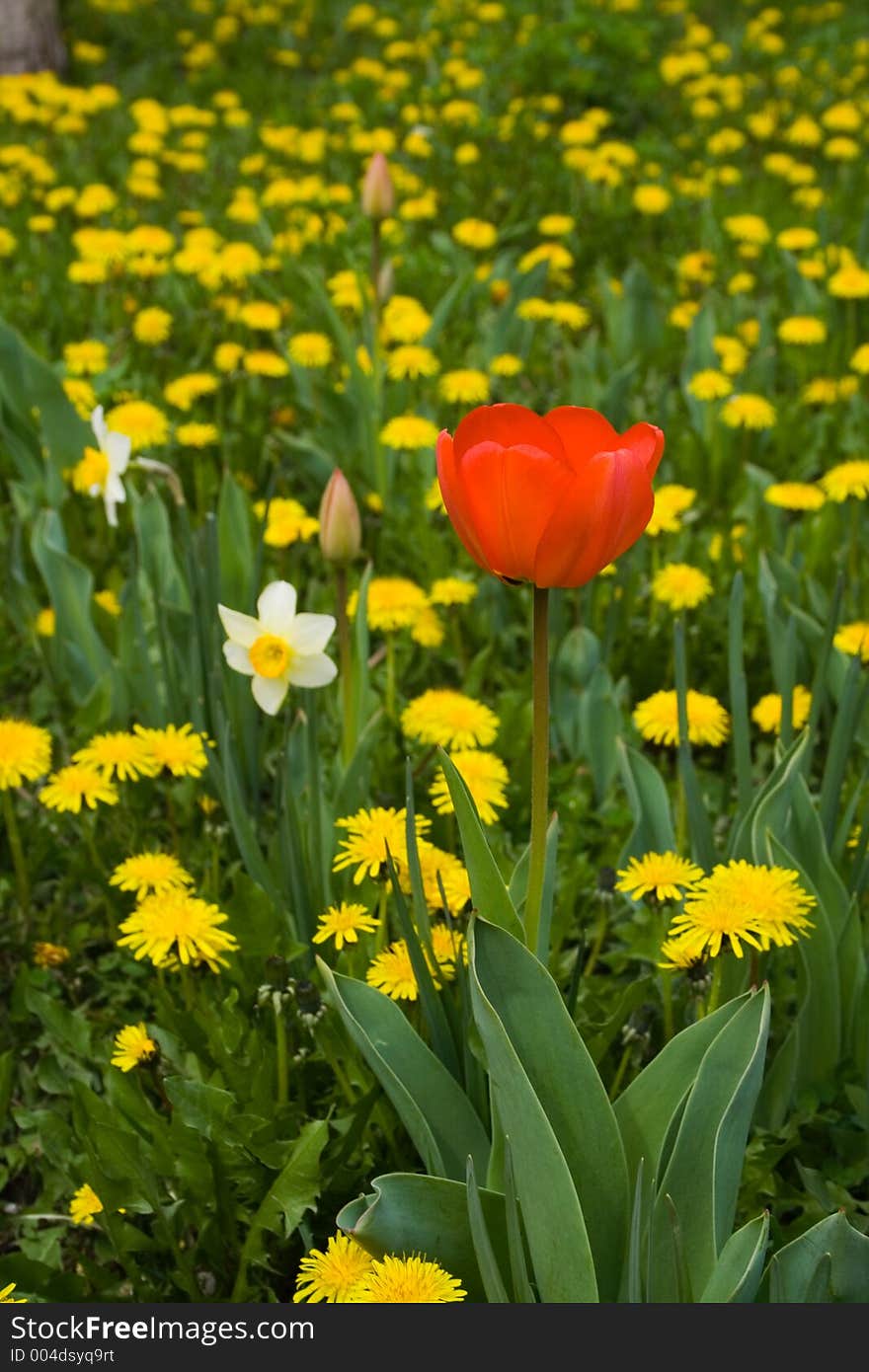 Red Tulip