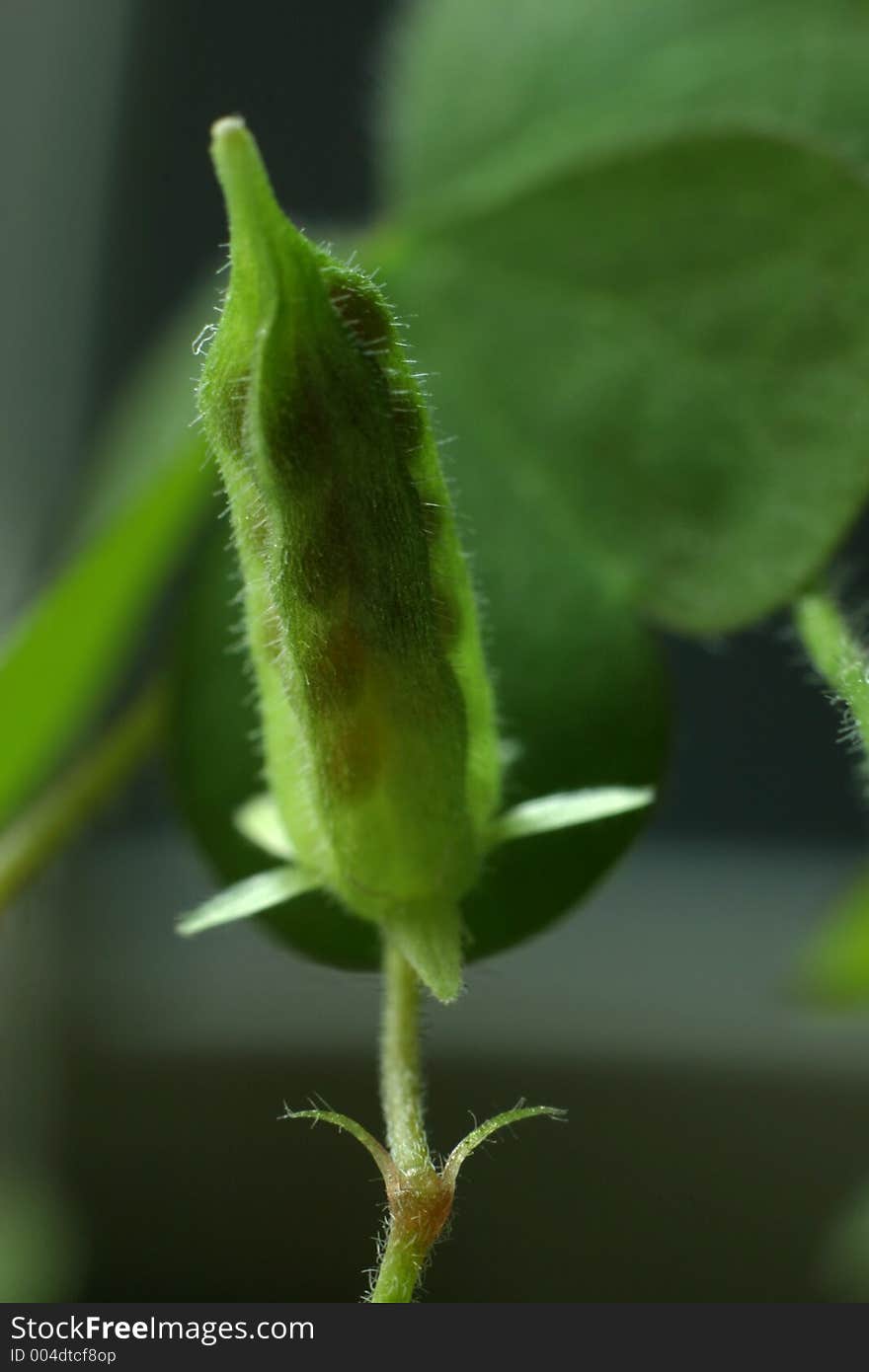 Close up of shamrock & it's seed. Close up of shamrock & it's seed.