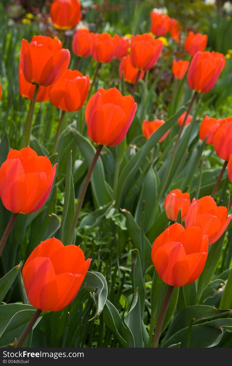 Red Tulips