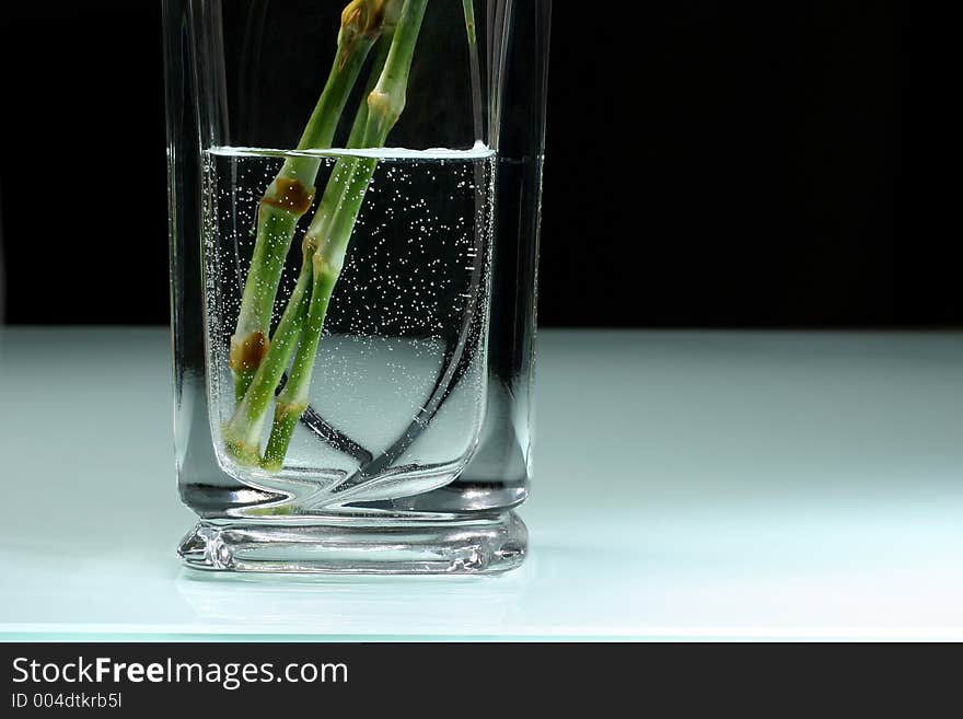 Carnations in a vase