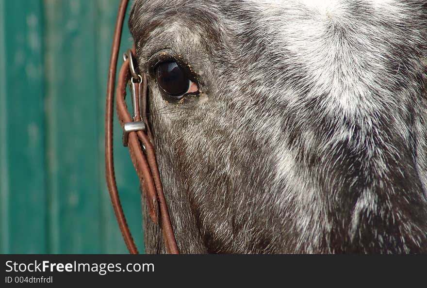 Close frontal viw of a horses face. Close frontal viw of a horses face