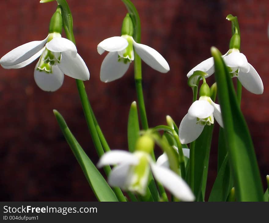 White Snowdrops On Red