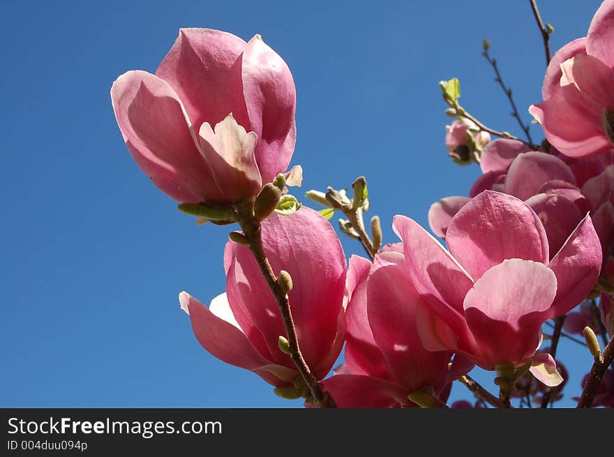 Pink blossoms